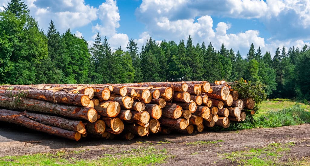 Буковые дрова (Фура)